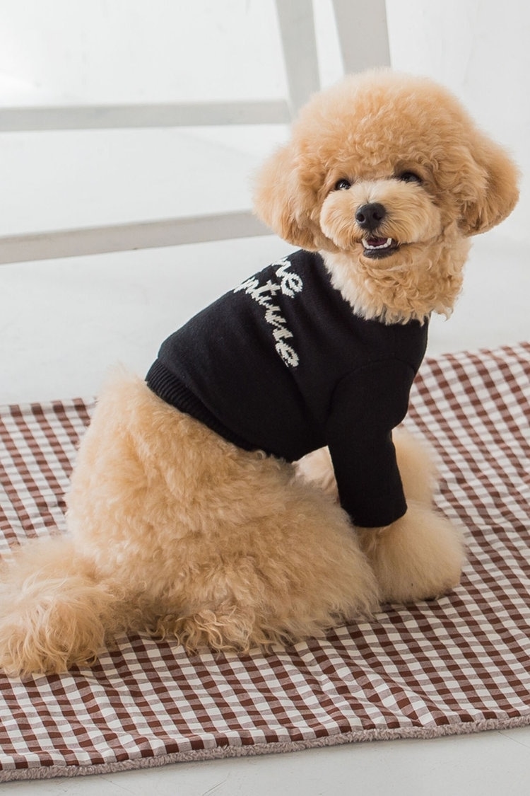 愛犬とお揃いの服も黒のロゴニットなら大人っぽい QUEENS COURT
