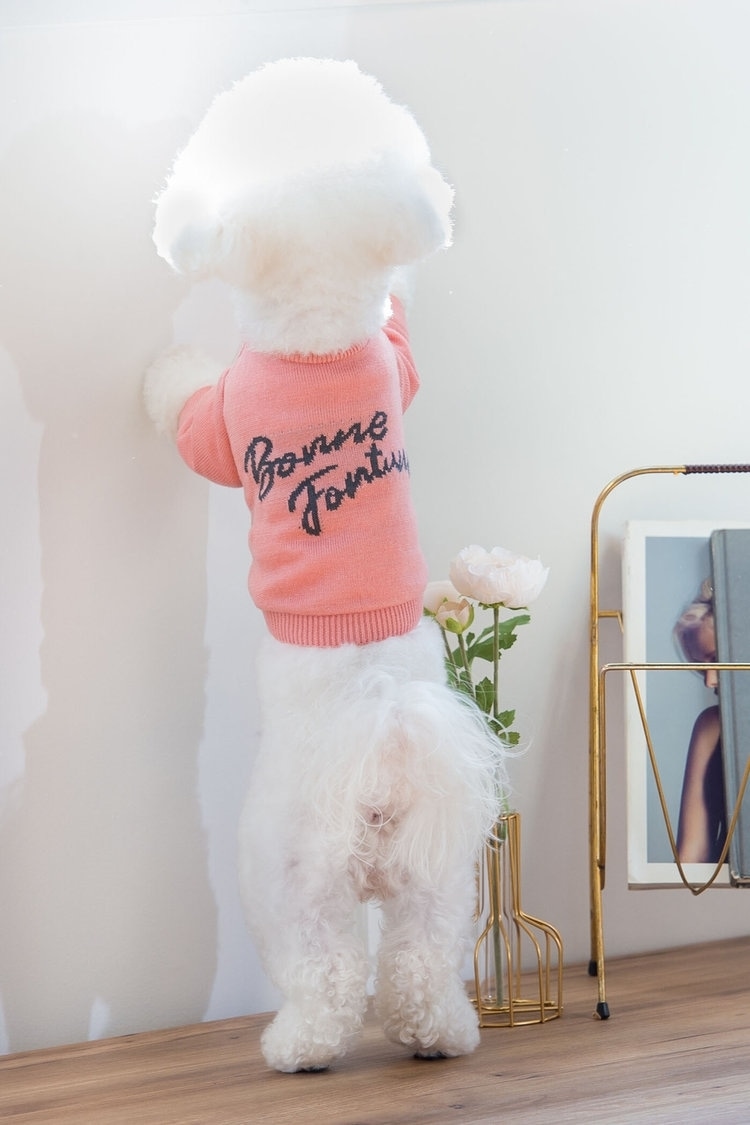 ピンクニットなら大人ガーリーな愛犬リンクコーデに QUEENS COURT